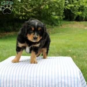 Nolam, Mini Bernedoodle Puppy